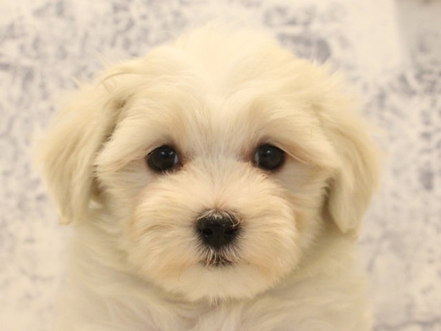 広島県のハーフ犬 (ペッツワン広島LECT店/2024年2月10日生まれ/女の子/クリーム)の子犬